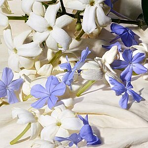 Dolce&Gabbana Dolce Blue Jasmine Kadın Parfüm Edp 75 Ml - 5
