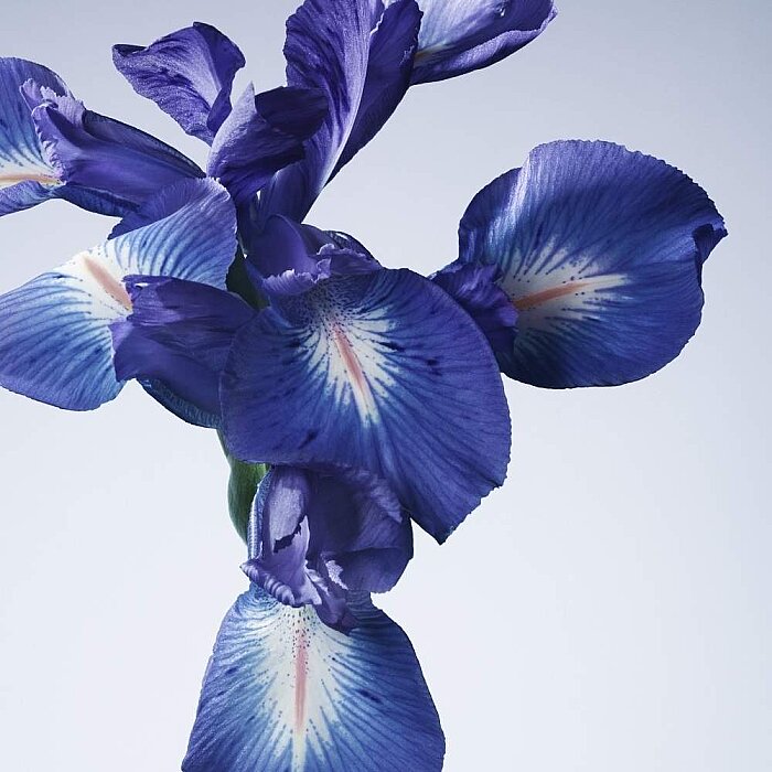 Giorgio Armani Prive Iris Bleu Unisex Parfüm Edt 100 Ml - 4