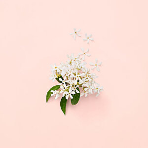 Gucci Bloom Kadın Parfüm Edp 50 Ml - 6